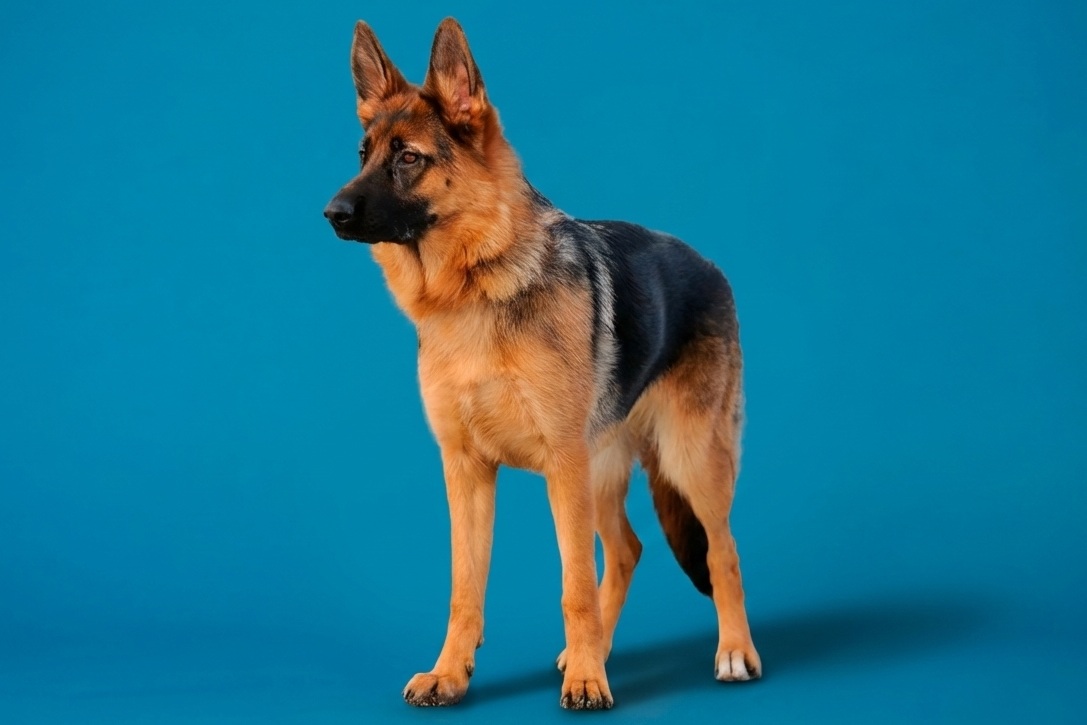 German Shepherd